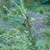 White-tipped needles