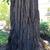 Sequoia sempervirens