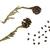 Sequoia sempervirens