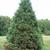 Sequoiadendron giganteum