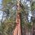 Sequoiadendron giganteum