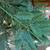 Needled evergreen leaves.