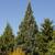 Sequoiadendron giganteum