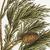 Sequoiadendron giganteum