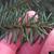 Picea omorika