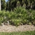 Palms growing as bushes forming a screen