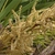 Flower clusters