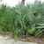 two palms, one with green leaves & the other with waxy blue lvs.
