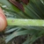 Stem with teeth