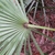 Underside of leaves