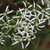 Flower cluster