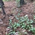 Form in native habitat (Wake Co. NC)