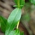 Leaf detail