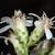 Side view of flower