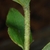 Stem with hairs