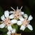 Flower detail