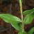 Leaf juncture
