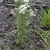 Form