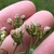 Fruits (achenes)