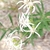 Flower closeup