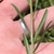 Leaves and stem