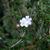 Flowers, buds, stems