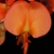 Pea-like flower (Nassau County, FL)-Mid Summer