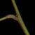 Stem (Nassau County, FL)-Mid Summer
