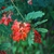 inflorescence and compound leaves (Nassau County, FL)-Mid Summer