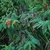 Plant form (Nassau County, FL)-Mid Summer