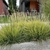 Tufts of grass with upright dense spikes.