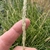 Hand cradling the upright dense spike of flowers.