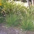 Tuft of green grass.