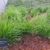 Tuft of green grass.