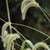 Setaria - Giant Foxtail