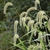 Setaria - Giant Foxtail