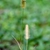 Flower - Fall - Warren Co., NC