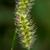 Setaria pumila