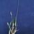 Setaria pumila