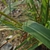 Leaf and stem
