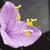 Setcreasea pallida