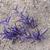 Setcreasea pallida