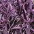 Setcreasea pallida 'Purple Heart'