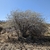 Form in spring in Nevada
