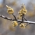 Flowers in spring