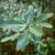 Shepherdia argentea