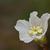 Close up of flower