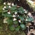 Form in bloom