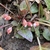 Flower buds in March in NC mountains