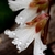 Side view of flower